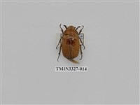 藏品(吹粉金龜屬)的圖片